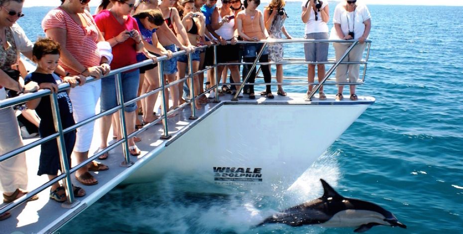 Auckland Whale and Dolphin Safari group