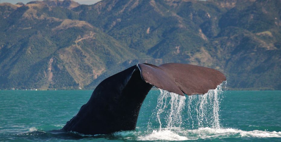 Sperm Whale Tiaki