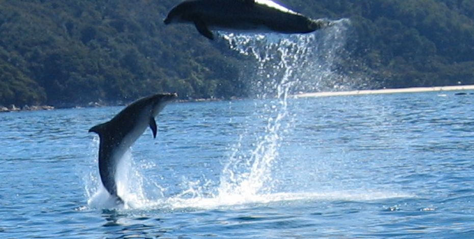 abel tasman sailing dolphins jumping