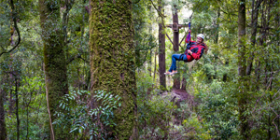 Activity - Rotorua Canopy Tours