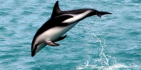 DuskyDolphin