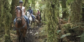 Franz Josef South westland horse treks thumb