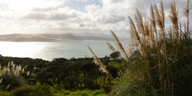 hokianga thumb