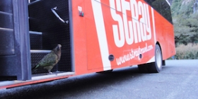 mt cook kea on stray bus