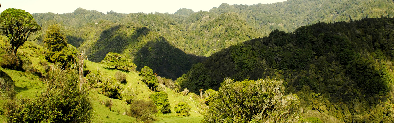 Blue Duck Eco Bush Tour Stray NZ