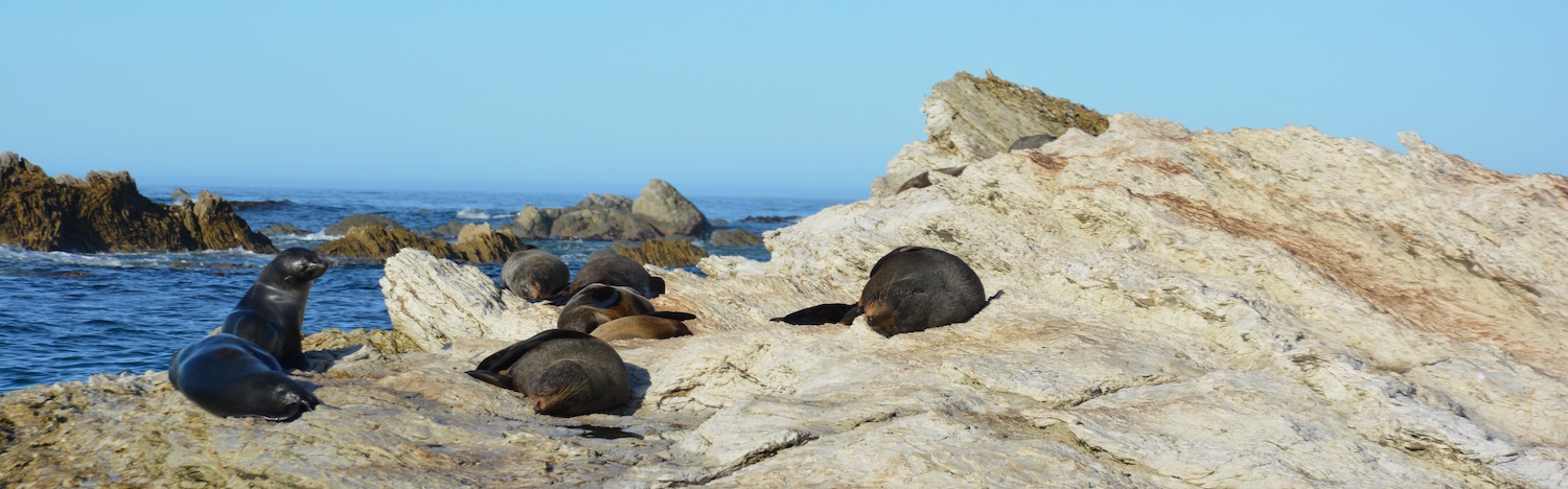 Kaikoura header