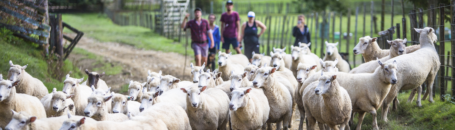 blue duck sheep header