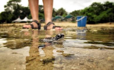 Baby turtle Libaran Island Borneo