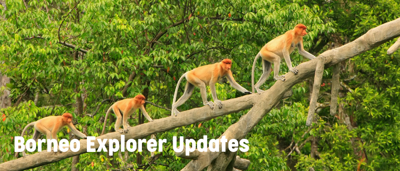 Borneo Updates