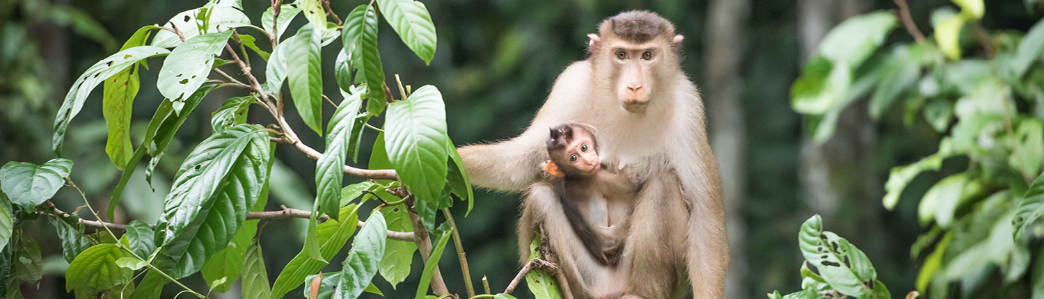 Borneo explorer monkeys