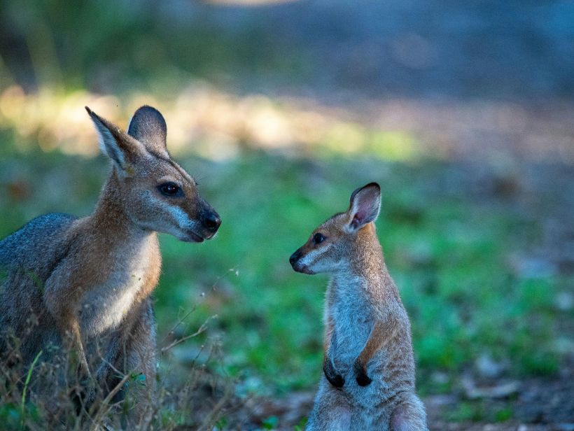 Coombabah Conservation Park East Coast Hidden Gem