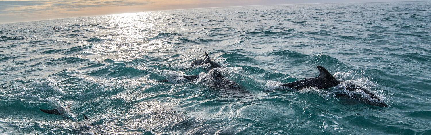 Kaikoura Dolphin Encounter Stray NZ