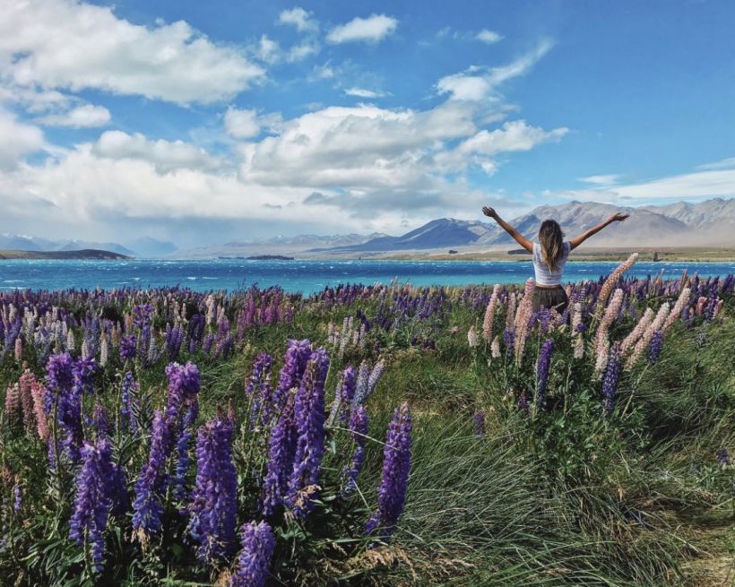 Lake Tekapo Lupins min
