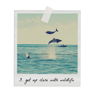NZ Bucket List Wildlife