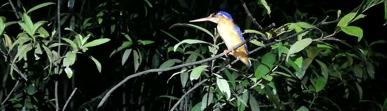 Sepilok nightwalk kingfisher