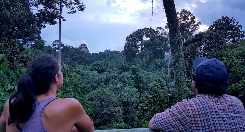 Sepilok rainforest discovery borneo