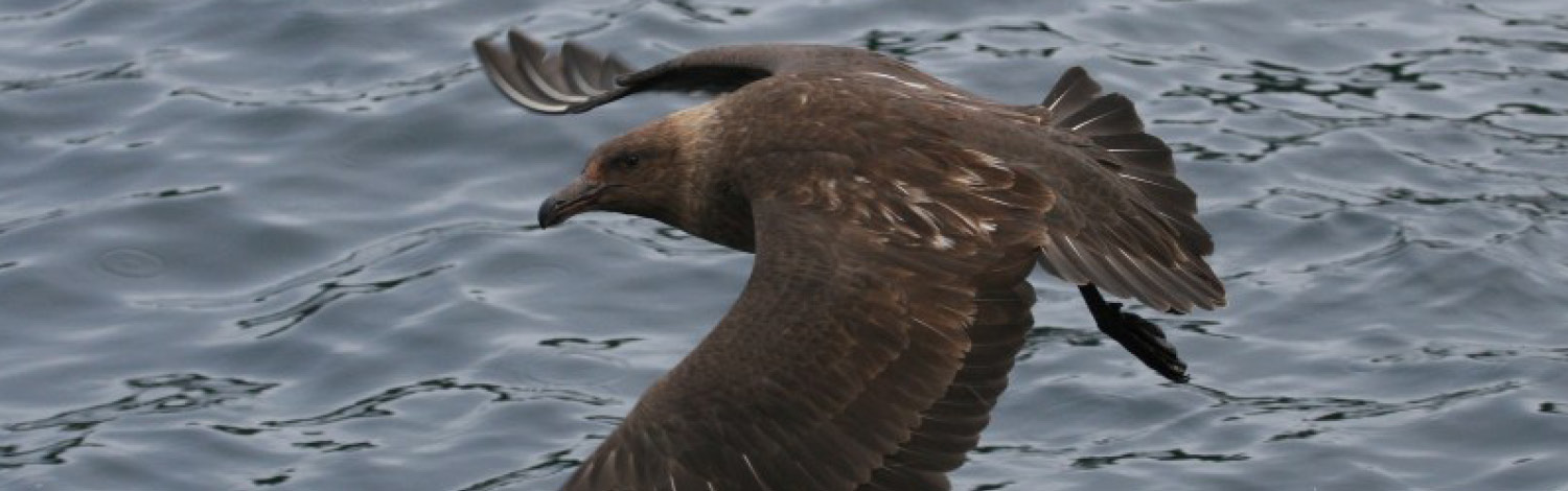 Ulva Island Bird Sanctuary Stewart Island