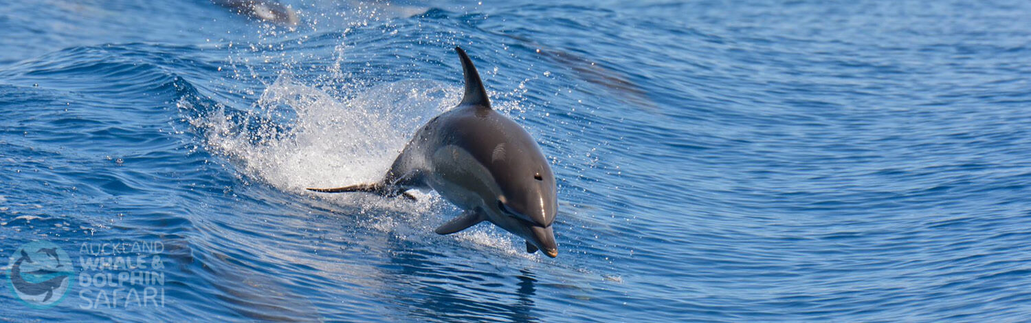 Whale Dolphin Safari Auckland Stray NZ