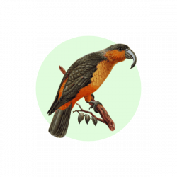 KAKA 22 23 Icon