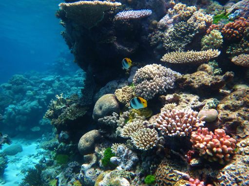 Great Barrier Reef Cairns