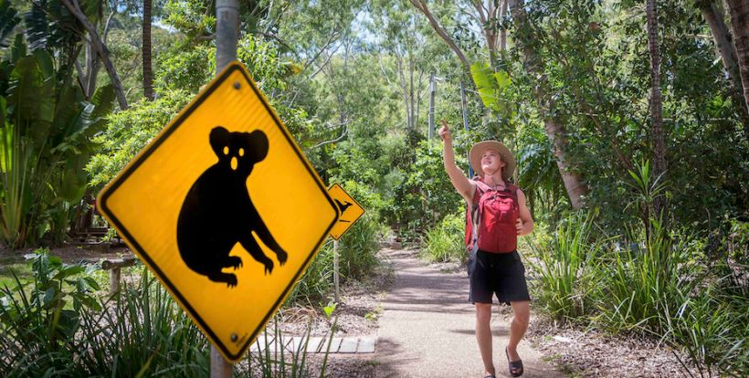 Magnetic Island Stray Australia Tour Highlight