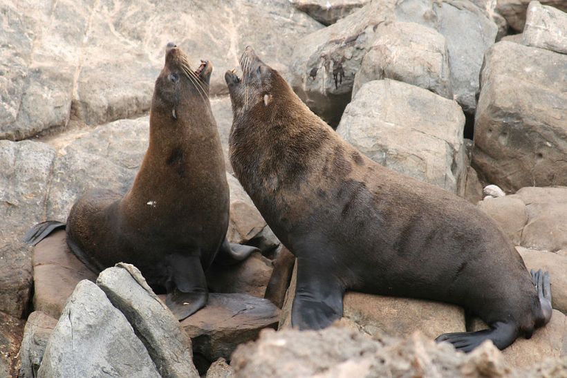 fur seals