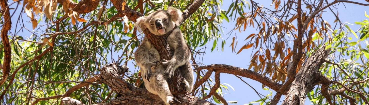 MagneticIsland koala2
