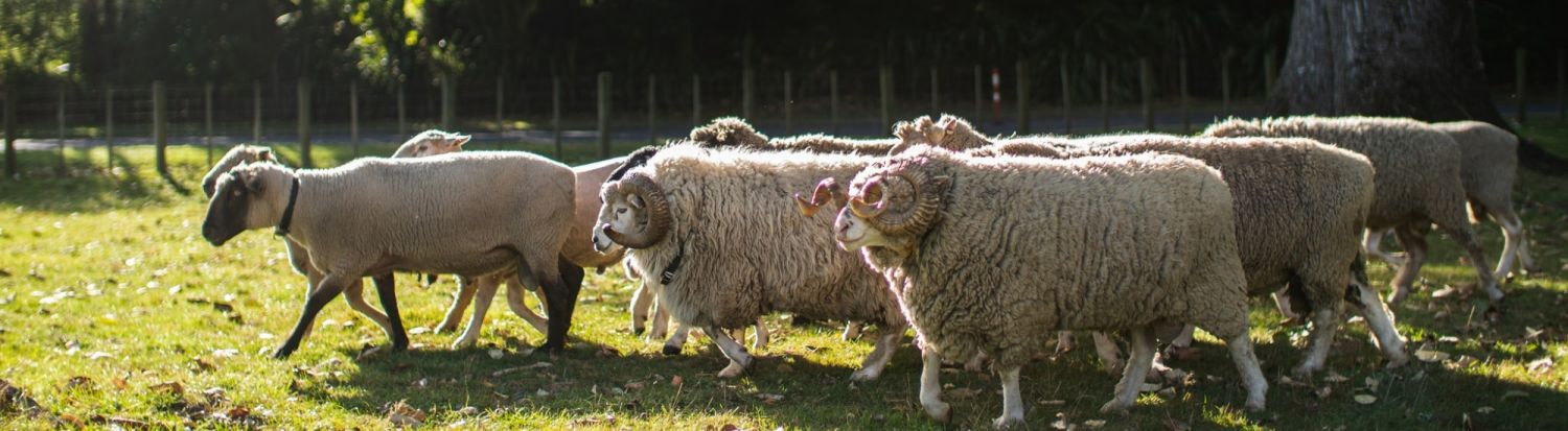 Mandarin Woolly Sheep New Header