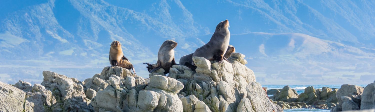 fur seals kaikoura header