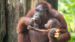 Sepilok Orangutan Sanctuary Borneo