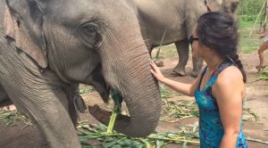 thailand elephant nature park