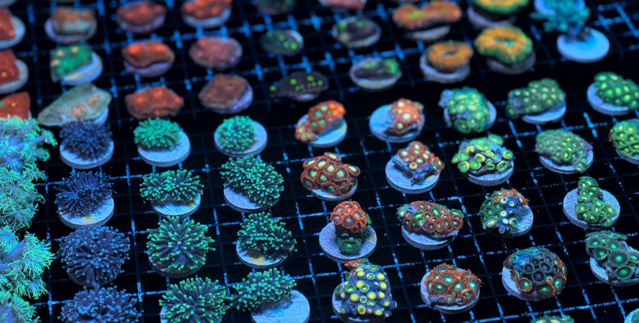 Coral Farm