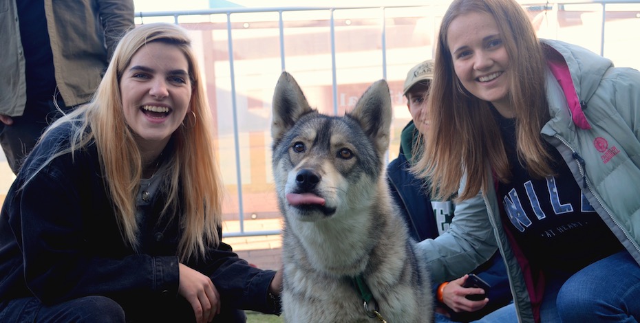 International Antarctic Centre Meet the Huskies