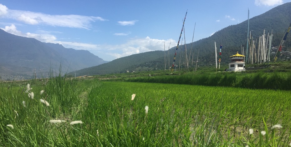 Punakha rice paddy fields Divine Madman