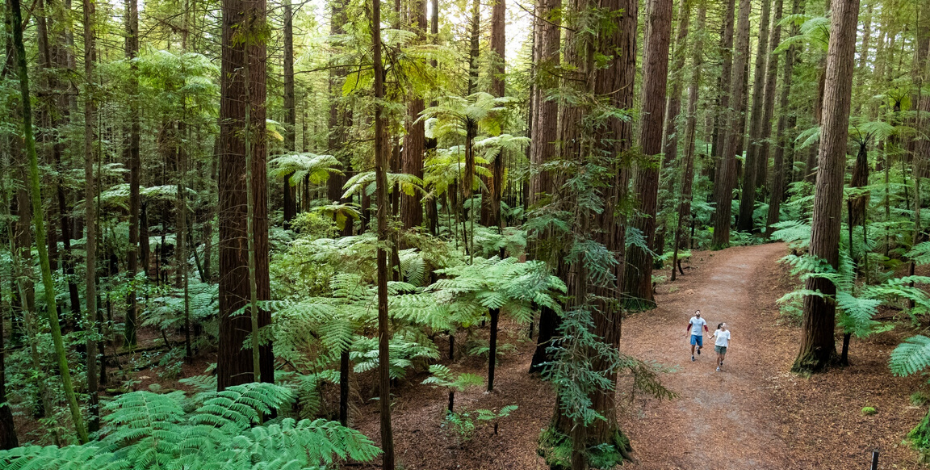 Rotorua Redwoods Whakarewarewa