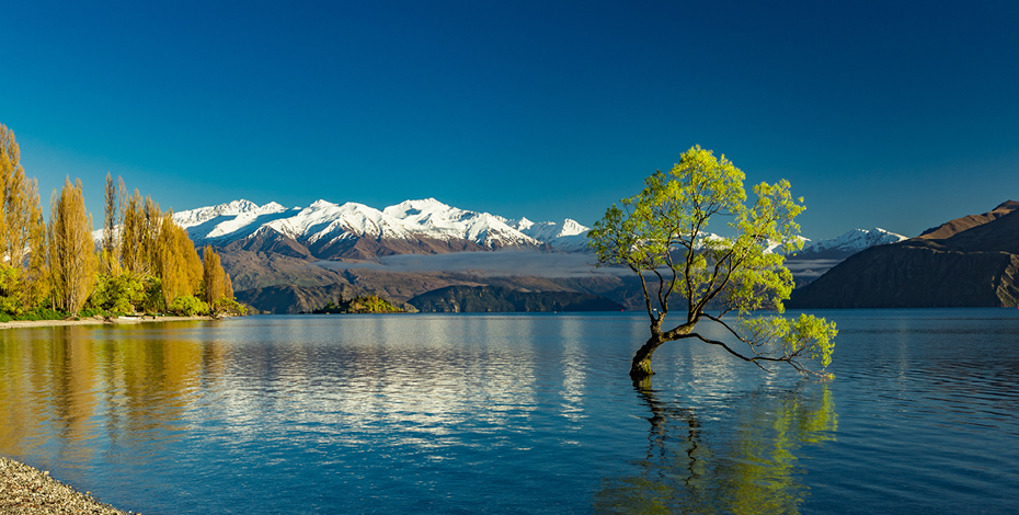 Wanaka tree Highlights 930x470