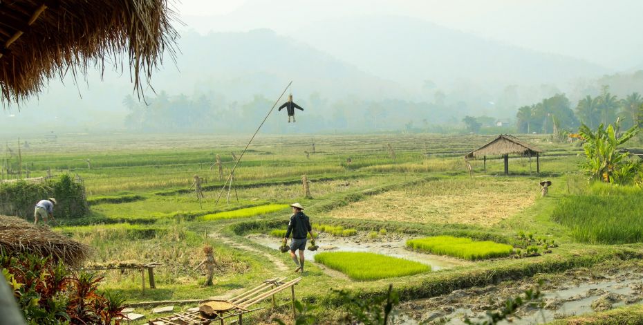 24 25 SEA Highlight Luang Prabang Rice Fields