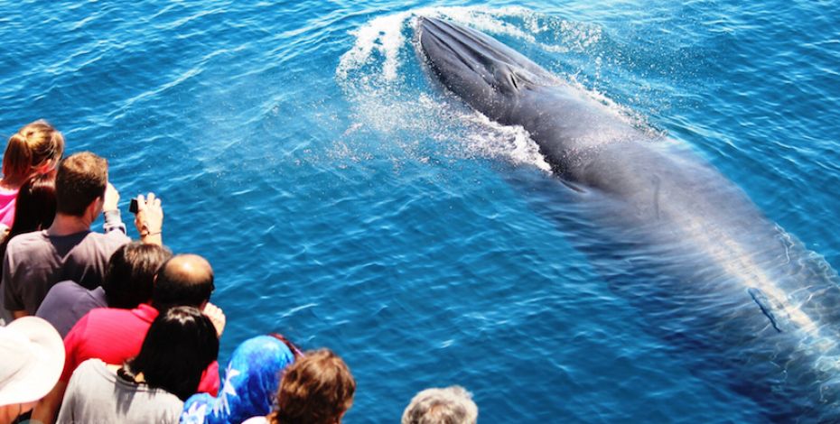 Auckland Whale and Dolphin Safari LG10
