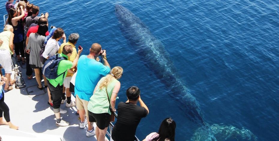 Auckland Whale and Dolphin Safari LG6
