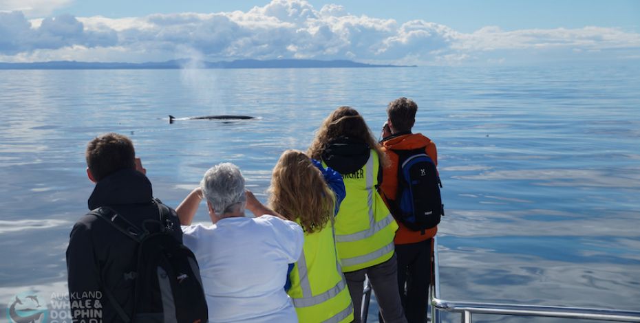 Auckland Whale and Dolphin Safari LG7
