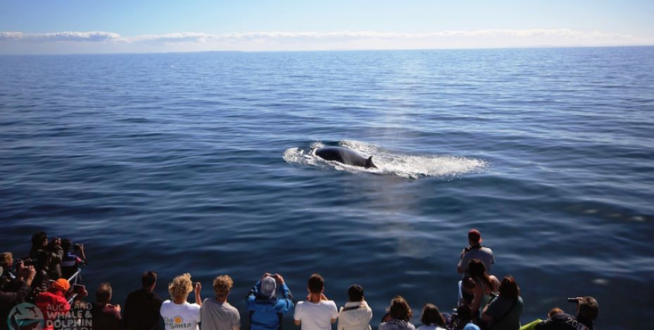 Auckland Whale and Dolphin Safari LG8