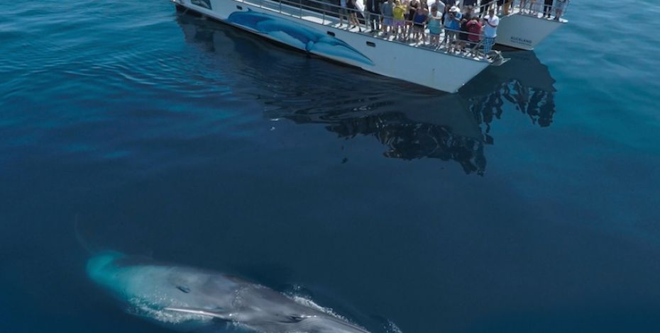 Auckland Whale and Dolphin Safari LG9