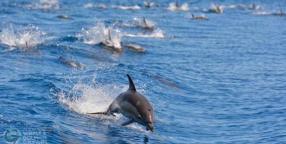 Auckland Whale and Dolphin Safari jump