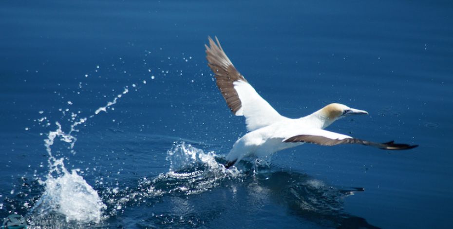 Auckland Whale and Dolphin Safari seabird