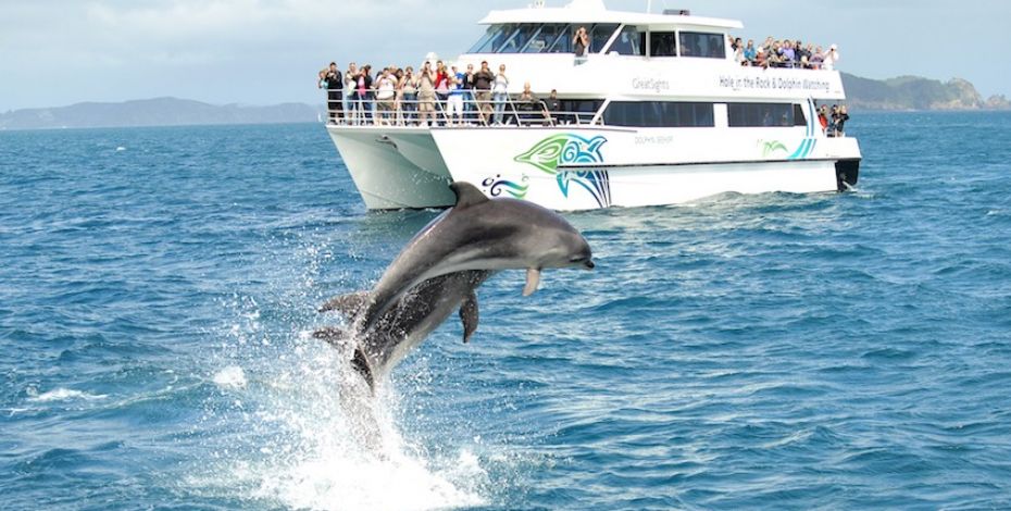 Bay of Islands Hole in the Rock Dolphins