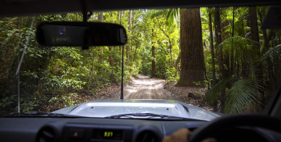 Fraser Island Rainforest Highlight AU