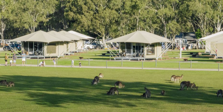 Habitat Noosa Kangaroo & Camp Accommodation AU