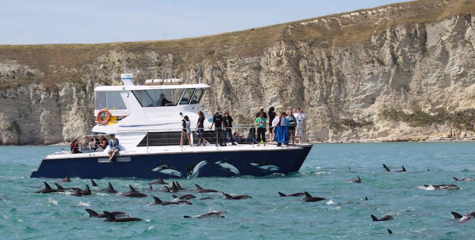 Kaikoura dolphin encounter People