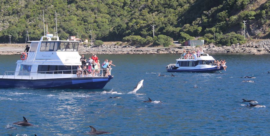 Kaikoura dolphin encounter boat