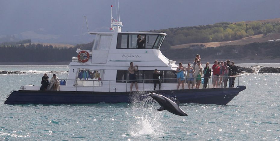 Kaikoura dolphin encounter jumping